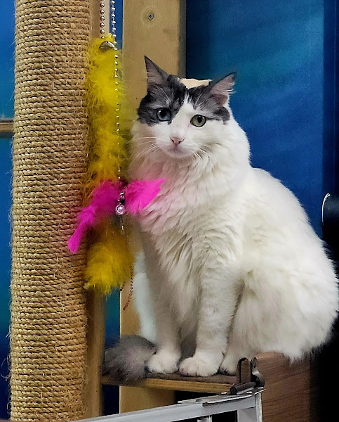 Foto 2 Praça Vet - Veterinária e Pet Shop