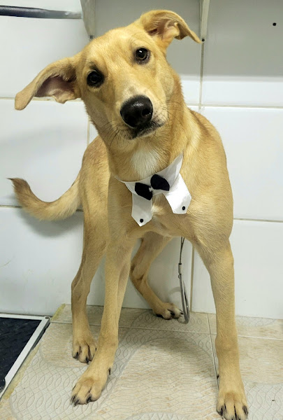 Foto 4 Praça Vet - Veterinária e Pet Shop