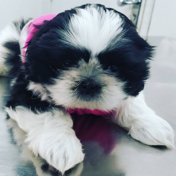 Animal Kingdom Veterinária & Pet Shop