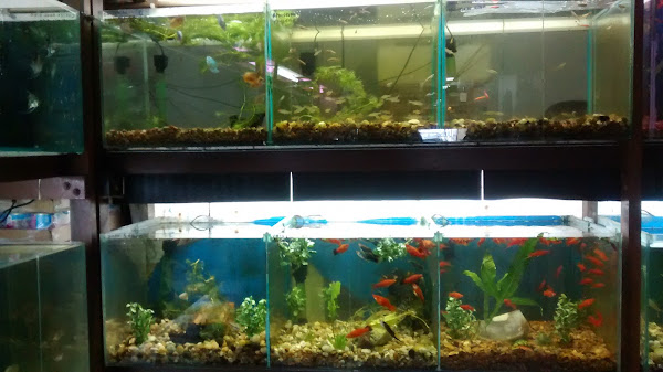 Foto 3 Pet Shop Magalhães