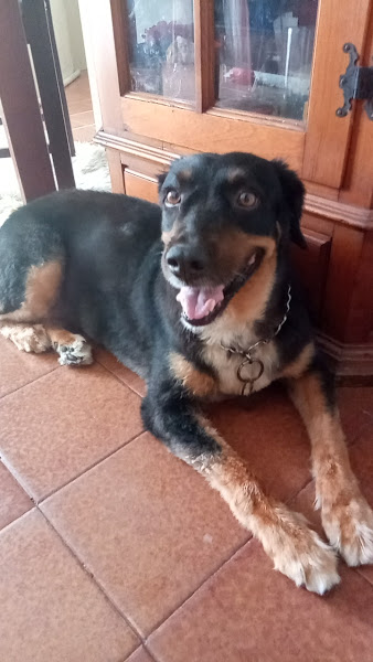 Foto 4 Pet Shop Magalhães