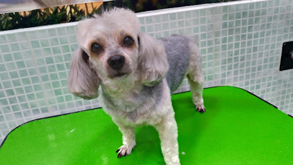 Foto 3 Pet shop Ambiente Animal