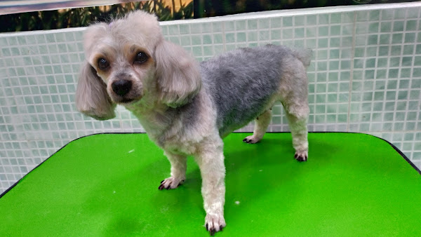 Foto 4 Pet shop Ambiente Animal