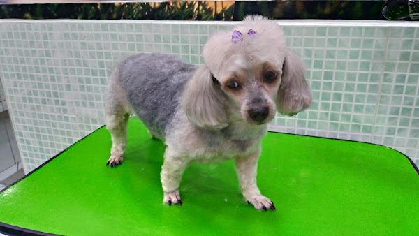 Foto 5 Pet shop Ambiente Animal