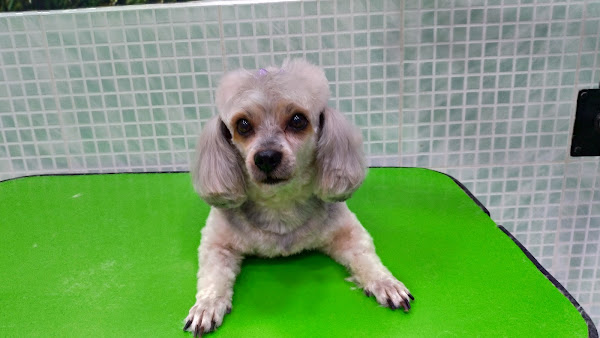 Foto 6 Pet shop Ambiente Animal