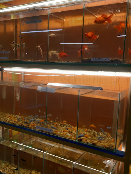 Foto 2 Nova Rodrigao Valqueire Pet Shop e Veterinária