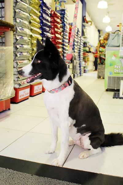 Foto 5 Patas & Penas Petshop Copacabana