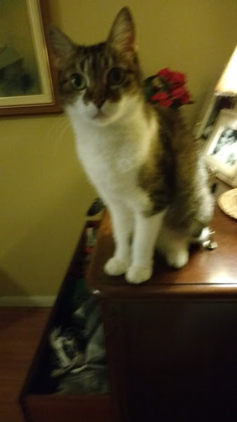 Foto 2 Cães e Gatos Pet Shop