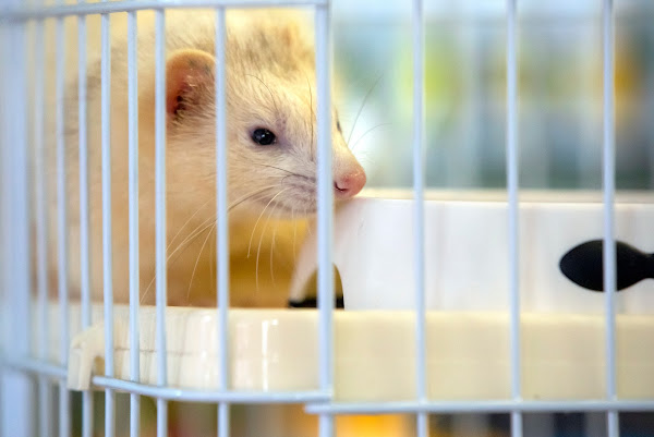 Foto 3 Pet Shop Cat e Dog Norte Sul