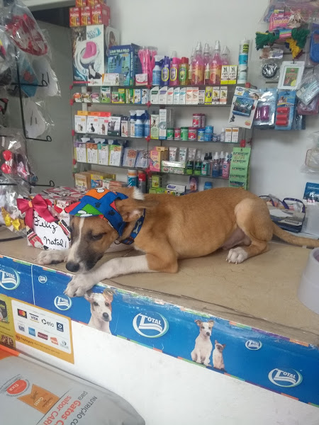 Foto 4 Pet shop Engenho Novo
