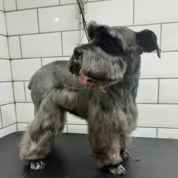 Foto 3 Turma da Lica Pet Shop