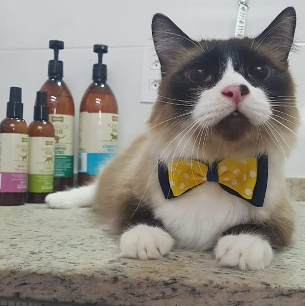 Foto 1 Chiquinho Pet shop