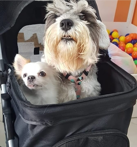 Foto 2 Chiquinho Pet shop