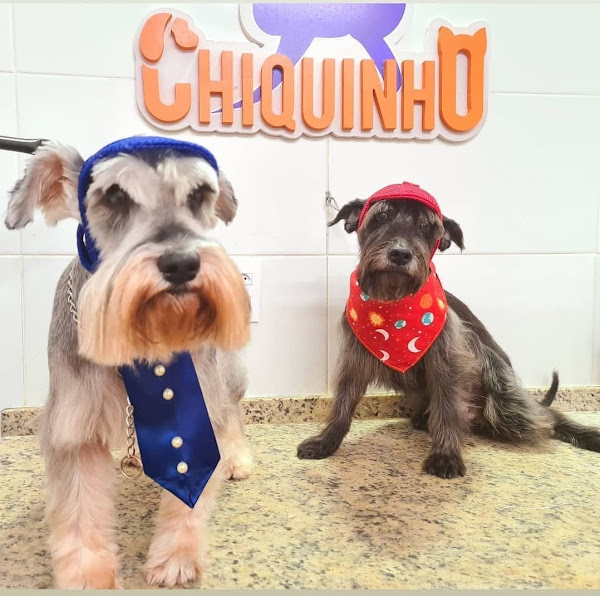 Foto 3 Chiquinho Pet shop