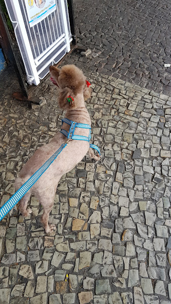 Foto 3 Pet Shop Animal Feliz