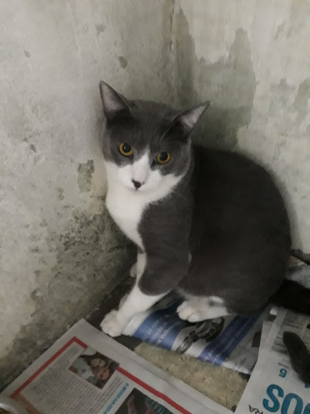 Foto 3 Pet Shop É o Bichos