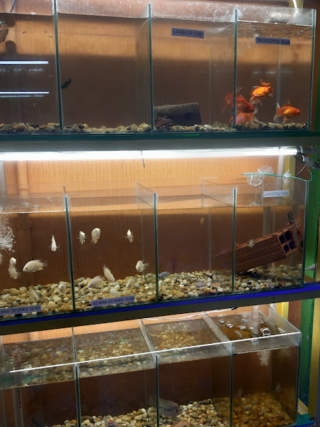 Foto 1 Nova Rodrigao Anchieta Pet shop e Veterinaria