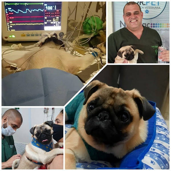 Foto 2 Nova Rodrigao Anchieta Pet shop e Veterinaria