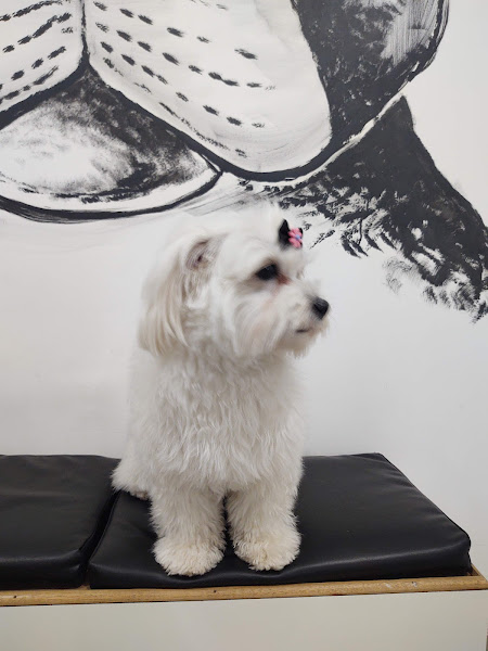 Foto 1 Pet Shop Mundo Animal