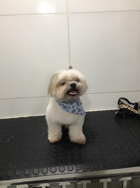 Foto 2 Yes! Pet Shop