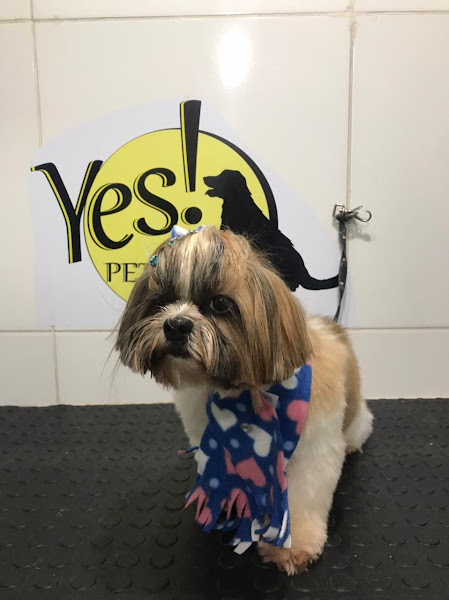 Foto 4 Yes! Pet Shop