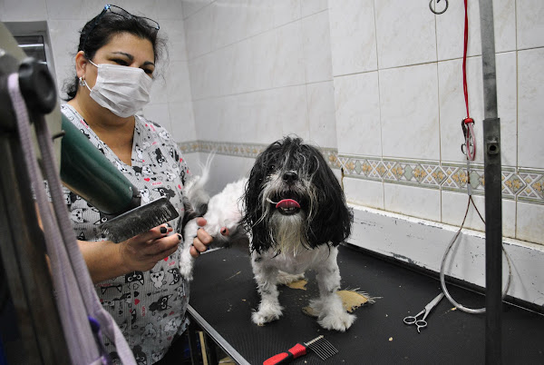 Foto 3 PET DO FRAJOLA