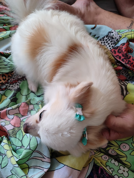 Foto 3 Pet Shop Super Amigos da Tijuca