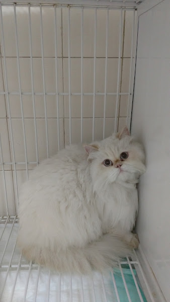 Foto 1 Amorim Petshop