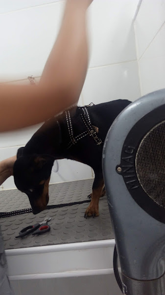 Foto 2 Animalleria Pet Shop