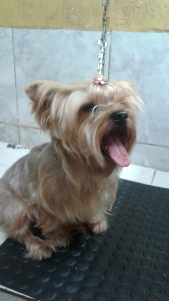 Pet Shop Cão Feliz Pet Shop Cão Feliz