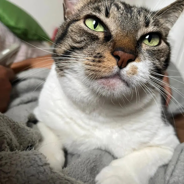 Foto 3 Vet Ypiranga Hospital & Pet Shop - Unidade Laranjeiras