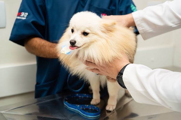 Foto 4 Vet Ypiranga Hospital & Pet Shop - Unidade Laranjeiras