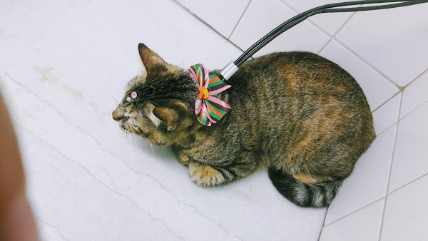 Foto 1 Cariocão Pet Shop