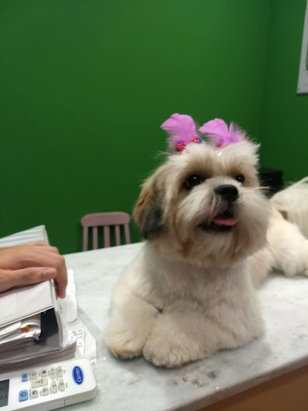 Foto 5 Cariocão Pet Shop