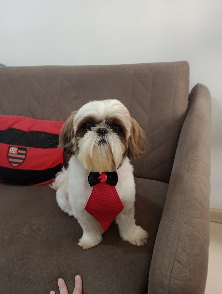 Foto 2 Pet Shop Banho de Espuma Foto 2 Pet Shop Banho de Espuma