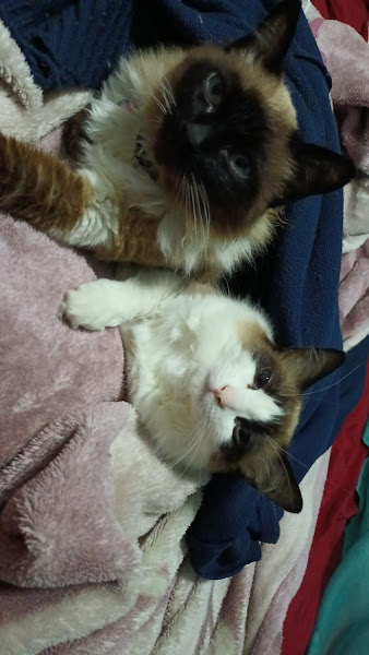 Foto 3 Pet Shop Cave Tijuca