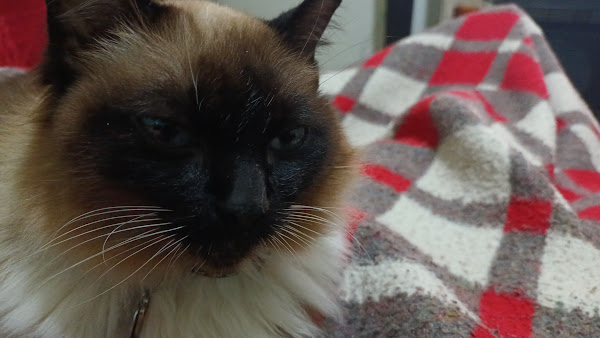 Foto 5 Pet Shop Cave Tijuca