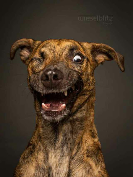 Foto 3 Pet Shop Rocinha