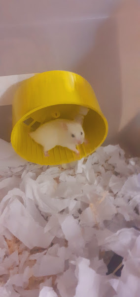 Foto 3 TOP PET SHOP VILLAGE