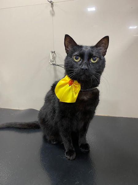 Foto 1 Bicharada da Glória