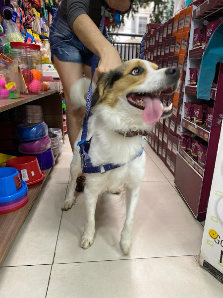 Foto 2 Bicharada da Glória