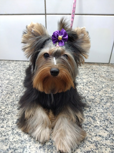 Bola de Pelo Pet Shop Bola de Pelo Pet Shop