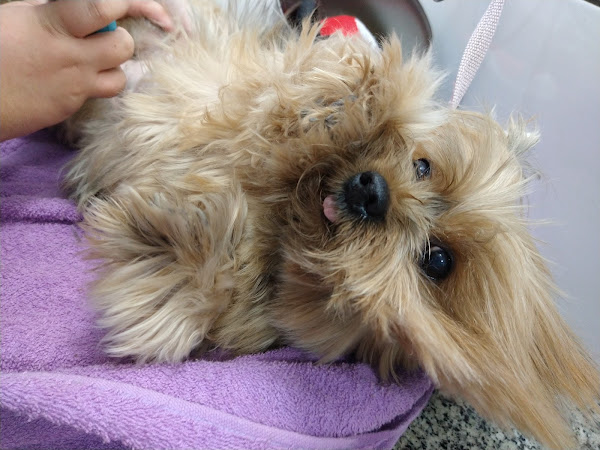 Foto 1 Bola de Pelo Pet Shop