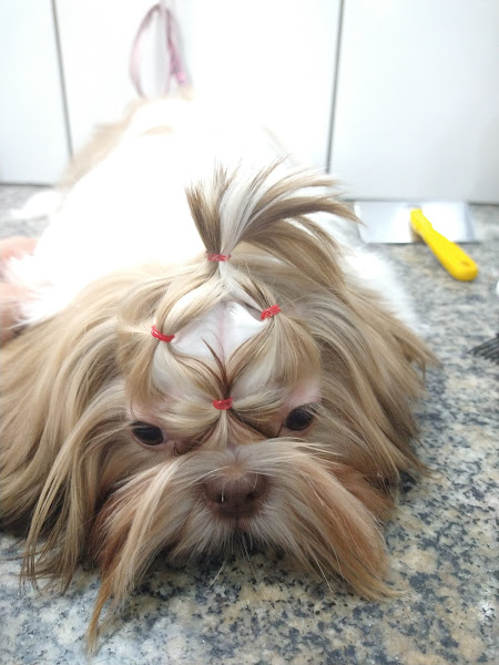 Foto 2 Bola de Pelo Pet Shop