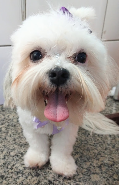 Foto 3 Bola de Pelo Pet Shop