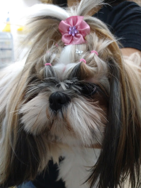 Foto 4 Bola de Pelo Pet Shop