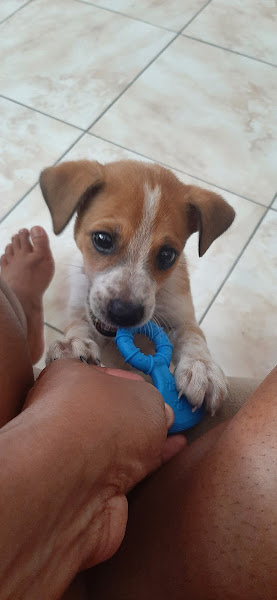 Foto 5 Bola de Pelo Pet Shop