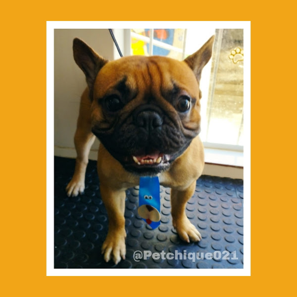 PET Chique - Pet Shop e Banho e Tosa