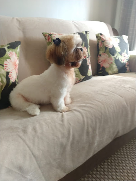 Foto 1 Pet Love Banho E Tosa