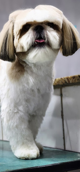 Foto 2 Pet Love Banho E Tosa